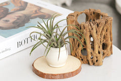 Live Airplant Subscription Gift Monthly, Unique Air Plants Gift Box, Best Plants for Home Office Decor, Corporate Plant Gift Ideas
