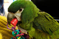 A green Hahns Macaw sitting on a yellow blanket chewing on a red plastic bucket bead and plastic chain toy. 