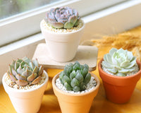 Birthday Gift Box - Unique Succulent in Ceramic Pot, Sparkler Candle, Popcorn & Happy Birthday Card