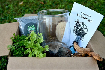 A picture of the deconstructed mystery box showing the different components. Glass container, plants, paperwork and hardscape accessories.