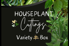 House Plant Cuttings Variety Box (Subscription)