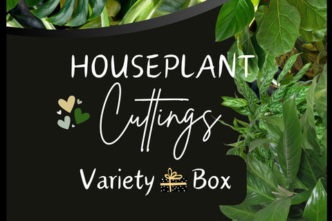 House plant cuttings variety monthly subscription box. Assortment of unrooted houseplant cuttings. Monthly plant subscription box.
