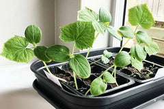 THE SUPER MEGA SUMMER SEED PACK