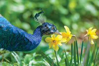 A detailed photo of a peacock with all blue feathers smelling or viewing yellow daffodil flowers up close.