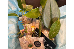 House Plant Cuttings Variety Box (Subscription)