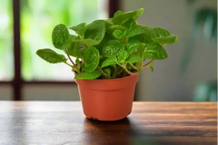 cratejoy house plant box House Plant Box