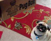 Premium Pug Box.