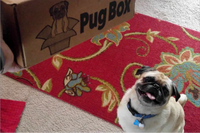 The Pug Box is a monthly subscription box filled with toys and treats specially curated for Pug Dogs!