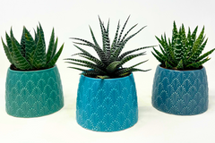 Monthly Deco Box with Cacti or Succulents
