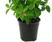 PATIO PLANT CLUB 2026 by My Garden Box