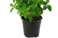 PATIO PLANT CLUB 2026 by My Garden Box