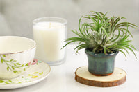 Air Plant Gift Box for Many Occasions, Best  Plant for Home Decoration, Low Maintenance Plant for Office Growing, Unique Airplant Gift Box
