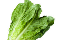 Lettuce Bundle: 12 Ready-to-Plant seedlings, Starts, Plugs, Garden Ready, Live Plants, Transplants, Pre-Sprouted, for Soil & Hydroponic Gardens