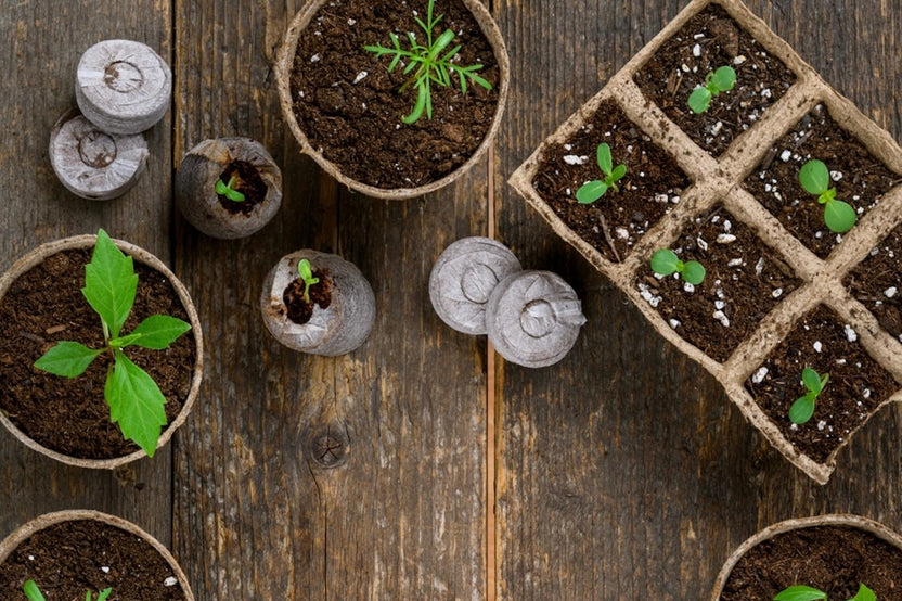 🪴Urban Organic Gardener's Monthly Seed Club 🌱 BASIC plan