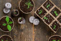 🪴Urban Organic Gardener's Monthly Seed Club 🌱 BASIC plan