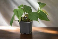 Philodendron heartleaf. Plant houseplant monthly subscription box delivered. House plant live plants sub box. Plants every month. Potted.