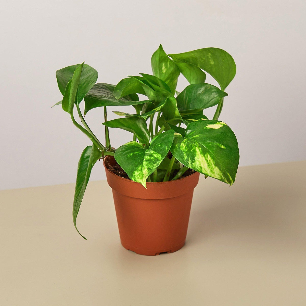 golden pothos delivery Golden Pothos