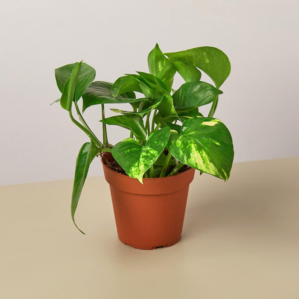 golden pothos etsy Golden Pothos