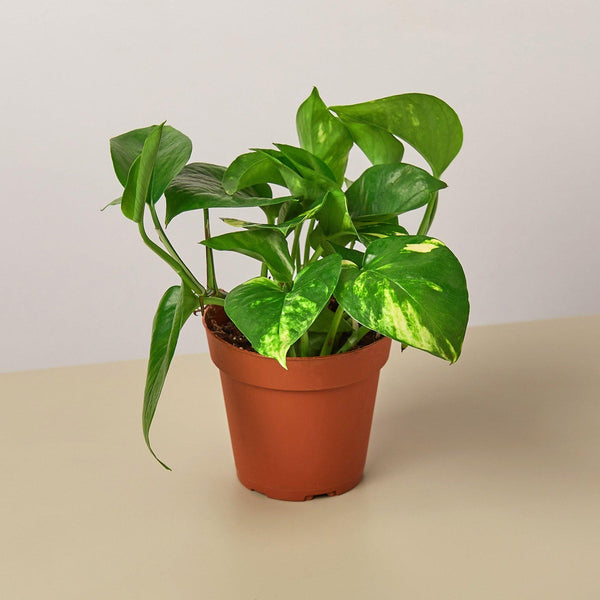 pothos pugnax House Plant 4-pothos-golden Golden Pothos Plant in 4 in. Pot
