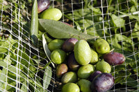 Give the gift of Italian extra virgin olive oil
