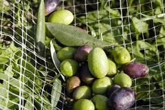 Give the gift of Italian extra virgin olive oil