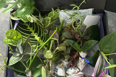 house plant cuttings for sale House Plant Cuttings Variety Box