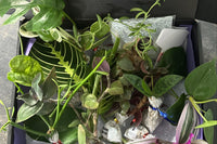 Monthly Subscription Box Mystery Box Houseplant Unrooted Plant Cuttings Clippings. Monstera, Prayer Plant, Black Pagoda Lipstick, Cactus.