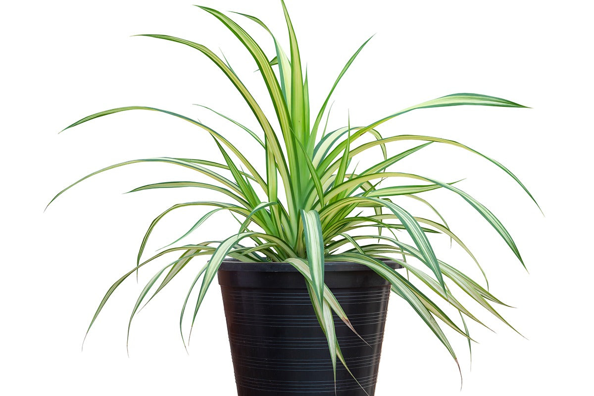 HOUSE PLANT BOX 2026 by My Garden Box - Cratejoy