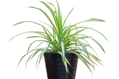 HOUSE PLANT BOX 2026 by My Garden Box