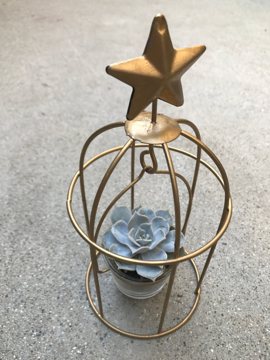 Birdcage Succulent