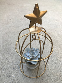 Birdcage Succulent