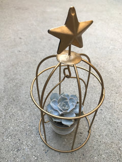 Birdcage Succulent