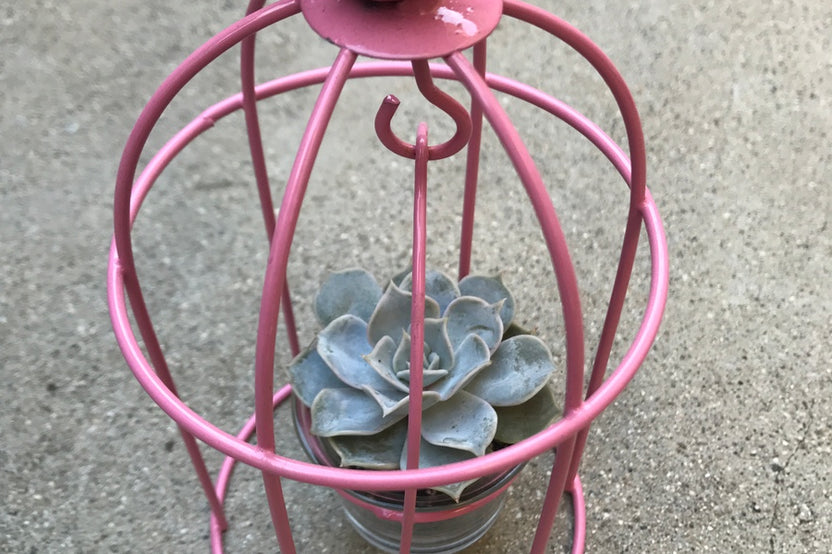 Birdcage Succulent
