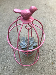 Birdcage Succulent