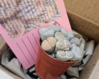 Monthly Premium Succulents