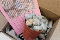 Monthly Premium Succulents