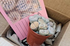 Monthly Premium Succulents