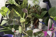 House Plant Cuttings Variety Box (Subscription)
