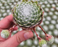 Monthly Mini Succulent Box