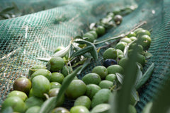 Green olives laying in the harvest nets that have been knocked from the trees during the harvest. Ready to be collected and taken to the mil