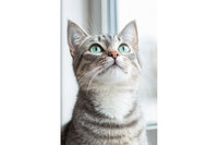 meow meow cat theme subscription box  t shirt / postcard / puzze / keychain / toy and other surprise in cat theme , deliver to your door