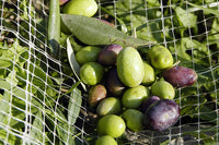 Aceto d'Olio