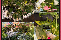 cratejoy house plant box House Plant Cuttings Variety Box