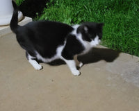 Feral Friends Monthly Cat Box. Spoil Yours. Feed a Feral Cat for 30 Days.