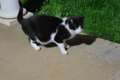 Feral Friends Monthly Cat Box. Spoil Yours. Feed a Feral Cat for 30 Days.