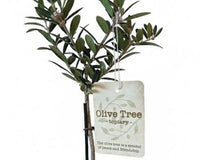 Olive Topiary Tree in Silver Metal Tin with Rope
