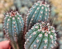 We have many different types of Cacti available, including this beautiful blue Ciprocereus!