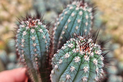 We have many different types of Cacti available, including this beautiful blue Ciprocereus!