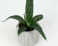 MY GARDEN BOX, The Original 'DIY' Project Box 2025 / 2026