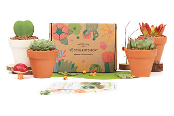 Succulents Box subscription featuring various live indoor plants and decorative pots for home decor ideas